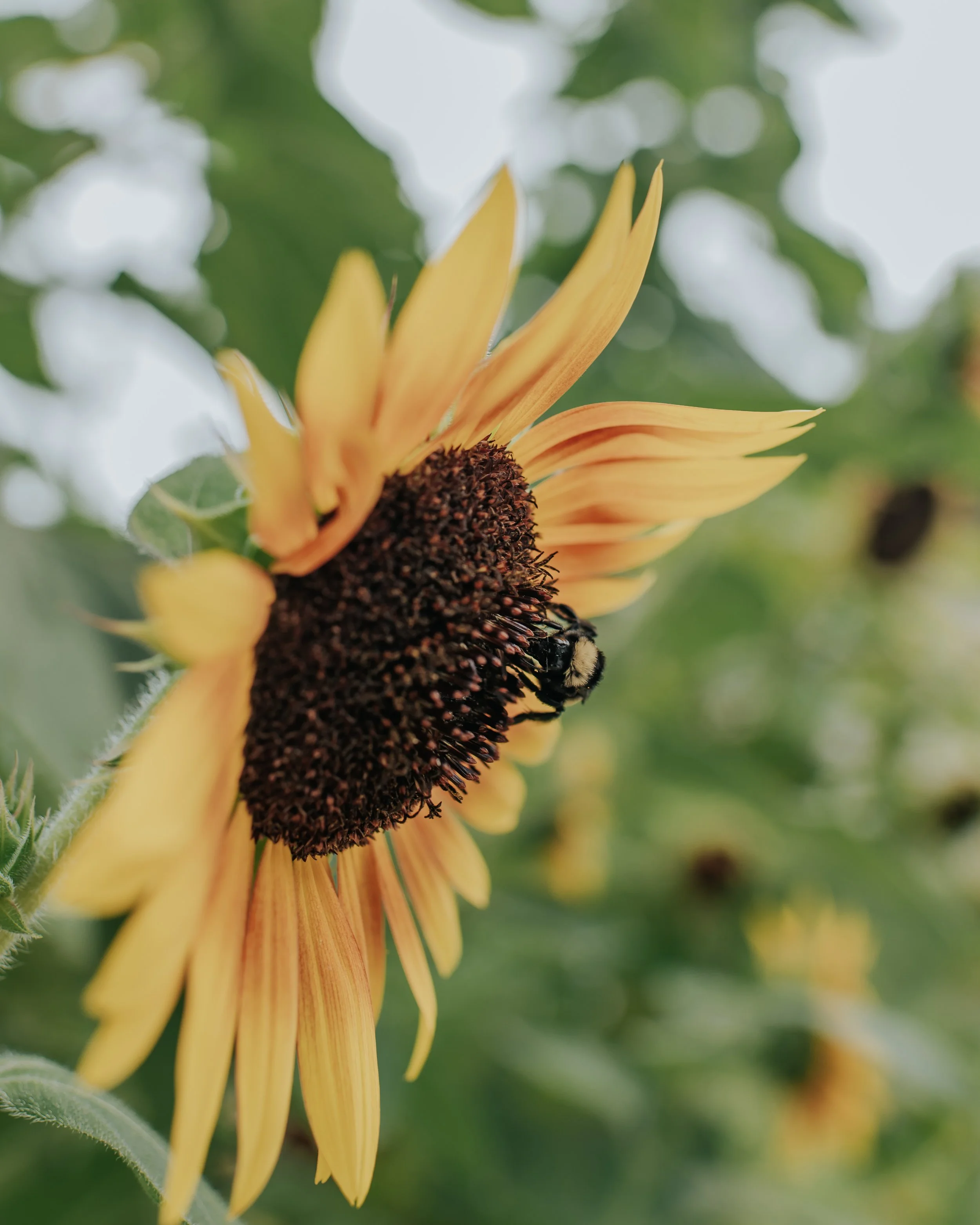 Sejakgomo Farm urban garden in NW Atlanta showcasing local produce cultivation in Fulton County